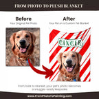 Before and after comparison of a dog Golden Retriever photo on a custom dog blanket with 'Ginger' printed on it.